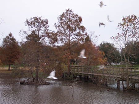 Bird in the park