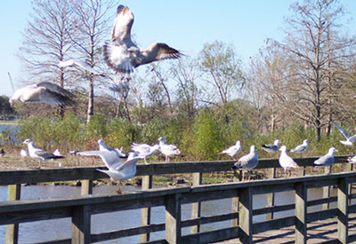 flight in the park