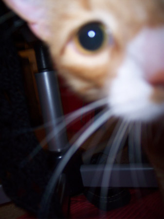 Leo up close and curious