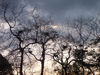 nested branches