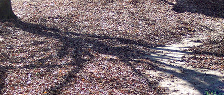 Shadow Path