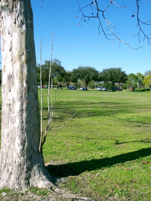 lone branch