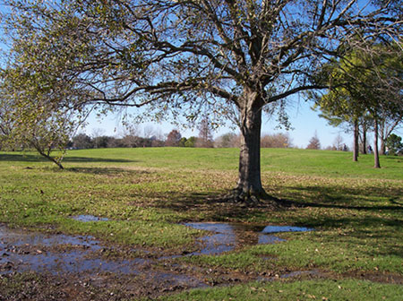 large tree